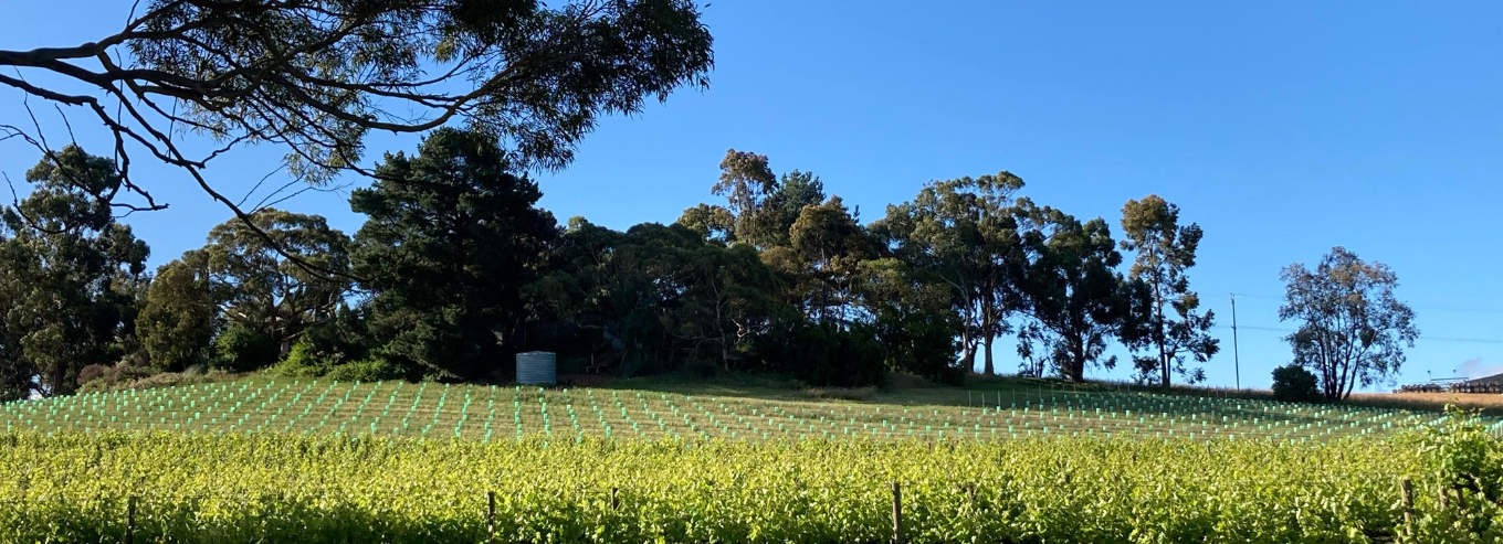 Parea Estate vineyard